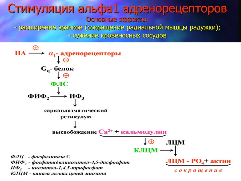 Стимуляция альфа1 адренорецепторов Основные эффекты: - расширение зрачков (сокращение радиальной мышцы радужки); - сужение